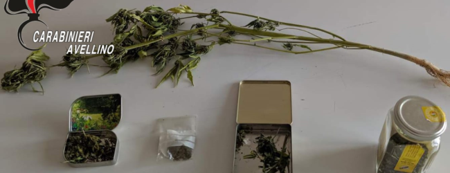 Paternopoli| Coltivava marijuana in casa, denunciato 60enne