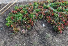 Benevento| Furto delle fioriere all’Arco di Traiano, Feleppa: basta tolleranze. Denuncia contro ignoti