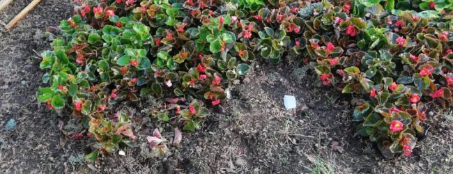 Benevento| Furto delle fioriere all’Arco di Traiano, Feleppa: basta tolleranze. Denuncia contro ignoti