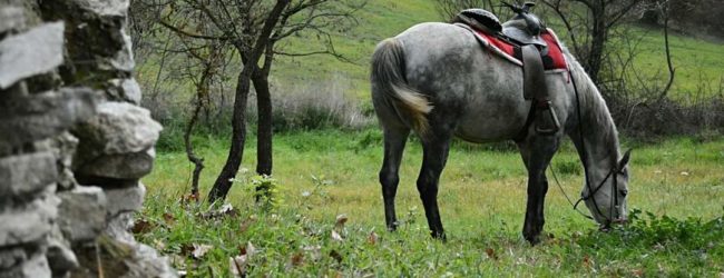 Benevento| Al via l’evento “Cavalcando la Francigena”,