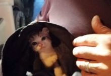 Sant’Angelo a Cupolo| Vigili del Fuoco salvano gattino caduto in un pozzo