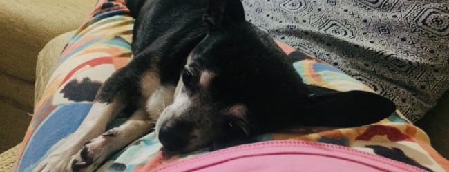 Oggi è la giornata internazionale del cane