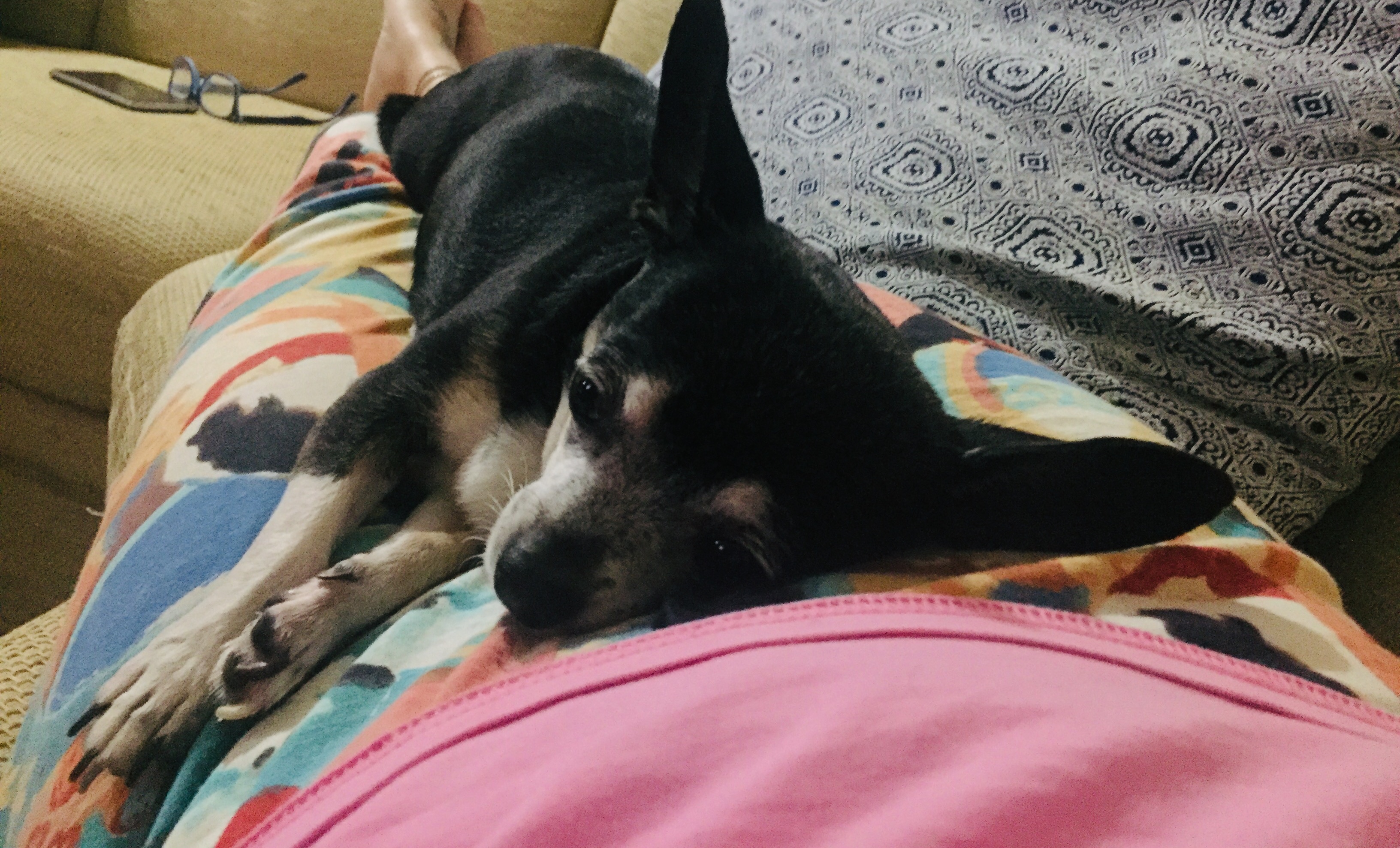 Oggi è la giornata internazionale del cane