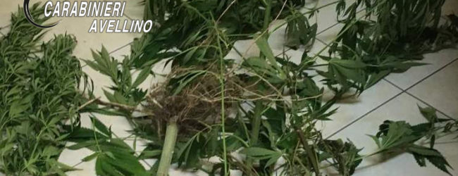 Mirabella Eclano| Coltivava marijuana nella sua abitazione, 60enne ai domiciliari