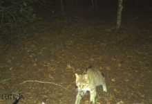 Taburno Camposauro, rilevate 15 specie di chirotteri ed il gatto selvatico