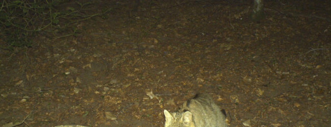 Taburno Camposauro, rilevate 15 specie di chirotteri ed il gatto selvatico