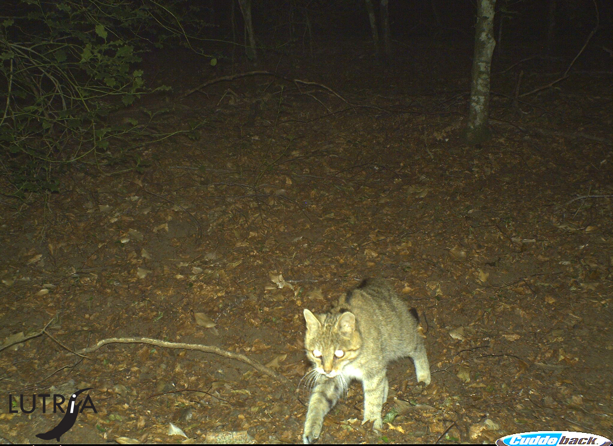 Taburno Camposauro, rilevate 15 specie di chirotteri ed il gatto selvatico