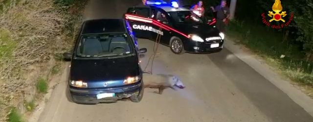 Grottolella| Cinghiale finisce sotto un’auto in transito, liberato dai vigili del fuoco