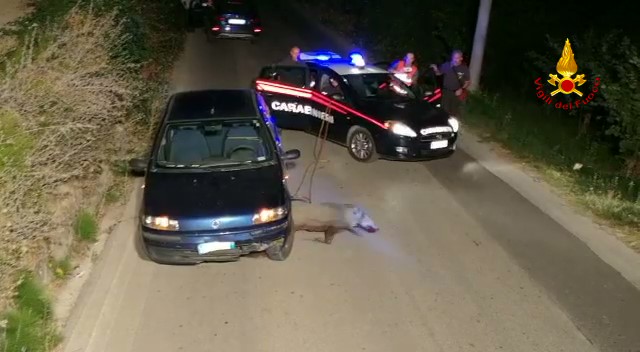 Grottolella| Cinghiale finisce sotto un’auto in transito, liberato dai vigili del fuoco