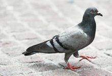 Benevento| Ordinanza “anti-piccioni”, insorge il Movimento Animalista