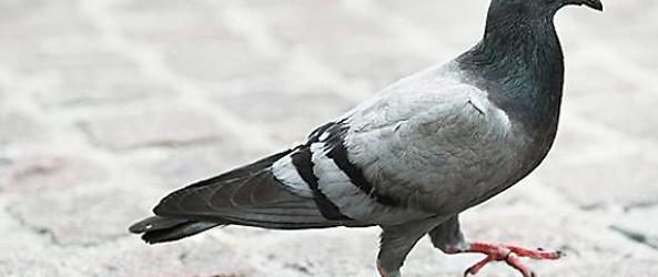 Benevento| Ordinanza “anti-piccioni”, insorge il Movimento Animalista