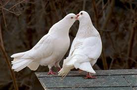 Benevento| Comune: no alimenti per colombi e piccioni