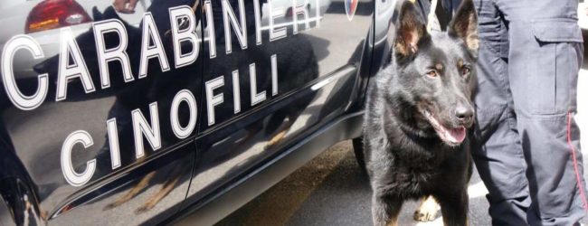 Cervinara| Nasconde la droga sotto il comodino ma non sfugge al fiuto di Nepal, nei guai 35enne