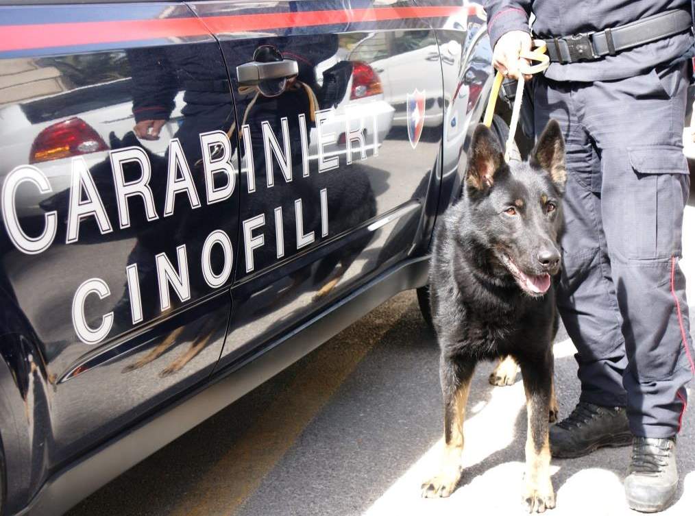 Cervinara| Nasconde la droga sotto il comodino ma non sfugge al fiuto di Nepal, nei guai 35enne