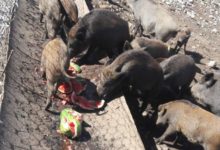 Moiano| Sedici cinghiali all’interno di un recinto, denunciato uomo del posto