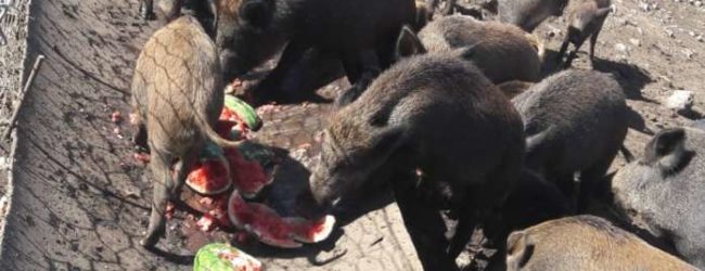 Moiano| Sedici cinghiali all’interno di un recinto, denunciato uomo del posto