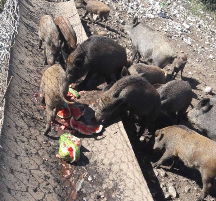Moiano| Sedici cinghiali all’interno di un recinto, denunciato uomo del posto