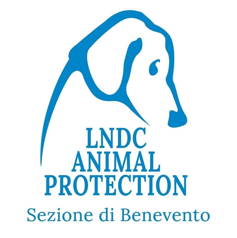 Benevento| Ladri rubano soldi dalla postepay della “Lega del Cane”