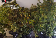 Bisaccia| Sequestrate 15 piante di marijuana in un’area boschiva, indagini in corso