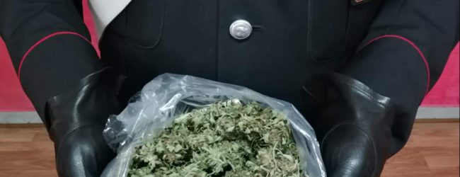 Avella| Mezzo chilo di marijuana, 30enne ai domiciliari per spaccio di droga
