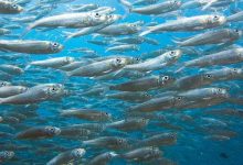 Sardine beneventane, il 1 Dicembre riunione in piazza Federico Torre