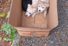 Benevento| Cuccioli di cane abbandonati, l’assessore Orlando: “Fiducia nei beneventani ma combatterò chi calpesta la dignità di un animale”