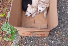 Benevento| Cuccioli di cane abbandonati, l’assessore Orlando: “Fiducia nei beneventani ma combatterò chi calpesta la dignità di un animale”