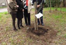 Benevento| La scuola “Galilei Vetrone” dona un albero di ulivo all’ Istituto Comprensivo Pascoli
