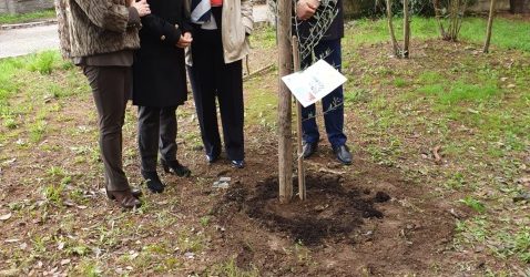 Benevento| La scuola “Galilei Vetrone” dona un albero di ulivo all’ Istituto Comprensivo Pascoli