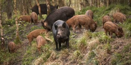 Cinghiali nel Tammaro, la LAV Benevento dice no agli interventi di “bioregolazione”