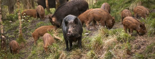 Lacci d’acciaio per la cattura dei cinghiali, sequestri e indagini a Taurano e Rotondi