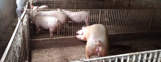 Apice| Controlli dei Carabinieri Forestali sugli allevamenti di animale da reddito