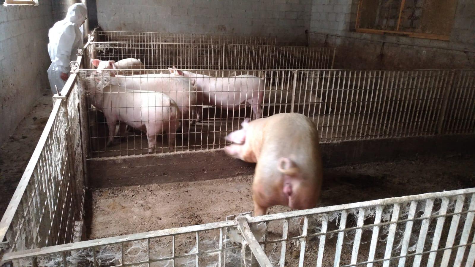 Apice| Controlli dei Carabinieri Forestali sugli allevamenti di animale da reddito