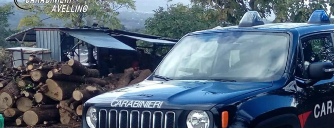 Ariano Irpino| Allevamento abusivo, scattano denuncia e sequestro di 11 agnelli