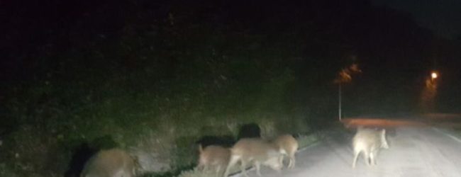 Emergenza cinghiali, Barone (Lega): “Agricoltura in ginocchio, sicurezza a rischio. La Regione adotti misure straordinarie”