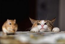 Benevento| Topi nelle scuole, ISIDEA lancia l’idea: “Per liberarsi dei rodotori le scuole adottino gatti”