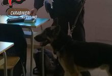 Cervinara| Droga a scuola, la marijuana nascosta in un’aula e nei bagni non sfugge al fiuto di Nepal