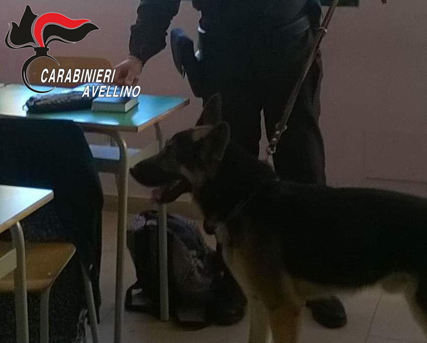 Cervinara| Droga a scuola, la marijuana nascosta in un’aula e nei bagni non sfugge al fiuto di Nepal