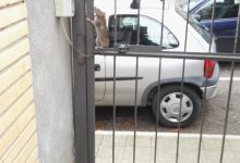 Benevento| Topi in città in pieno giorno, altro avvistamento in zona Mellusi