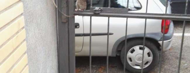 Benevento| Topi in città in pieno giorno, altro avvistamento in zona Mellusi