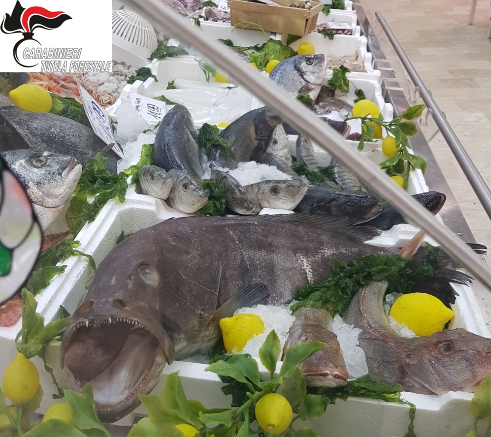 Benevento| “Christmas Time”, i Carabinieri Forestali sequestrano 300 kg di prodotti