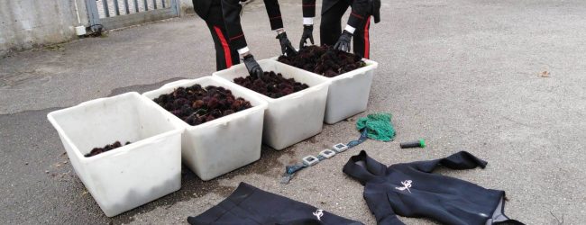 Amorosi| In auto con ricci di mare e attrezzatura per la pesca, denunciati tre baresi