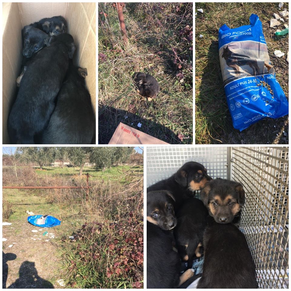 Benevento|Ennesimo abbandono in città: ritrovati otto cagnolini e..un sacco di crocchette