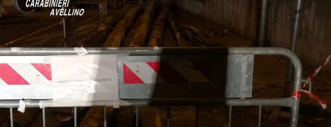 Quadrelle| Festa del Maio con tronchi di faggio tagliati abusivamente, sequestro dei carabinieri forestali