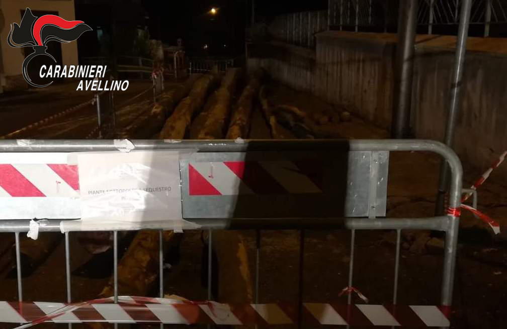 Quadrelle| Festa del Maio con tronchi di faggio tagliati abusivamente, sequestro dei carabinieri forestali