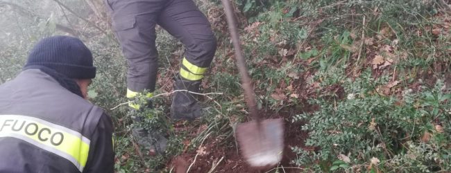 Solopaca| Vigili del fuoco mettono in salvo due cagnolini/VIDEO E FOTO