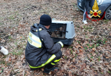 Caposele| Salvati dai vigili del fuoco e adottati da una signora, storia a lieto fine per due cuccioli di Lagotto