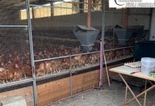 Sant’Agata de’ Goti| Focolaio di salmonella  in un’azienda avicola: abbattute oltre mille galline