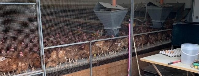 Sant’Agata de’ Goti| Focolaio di salmonella  in un’azienda avicola: abbattute oltre mille galline