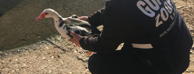 Dopo le cure, le guardie zoofile rimettono in libertà l’oca muta recuperata l’11 gennaio